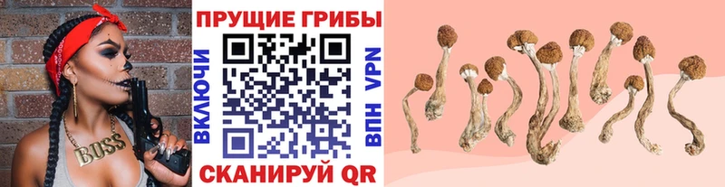 darknet состав  Полтавская  Галлюциногенные грибы MAGIC MUSHROOMS  купить наркотики сайты 